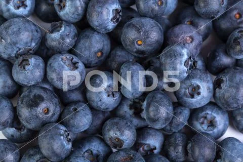 Freshly picked blueberries Stock Photos