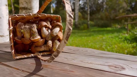Freshly picked boletus mushrooms spill out of a basket. Stock Footage 296021753