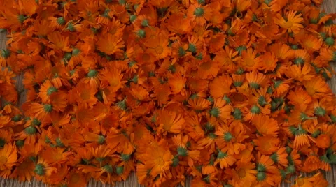 Freshly picked calendula prepared for drying on straw material Stockbeeldmateriaal 55864774