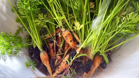 Freshly picked carrots getting washed in white sink Stock Footage 312645506