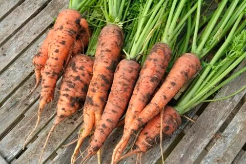 Freshly picked carrots Stock Photos