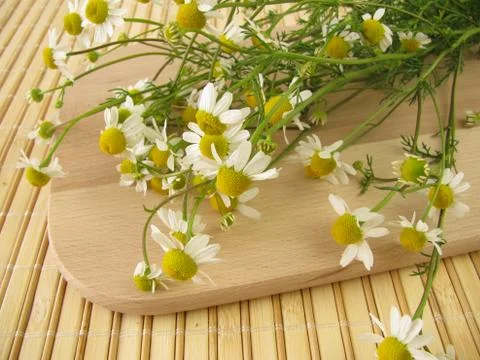 Freshly picked chamomile Stock Photos