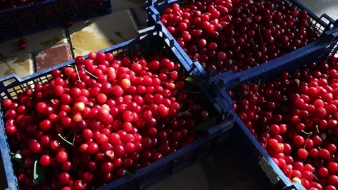 Freshly picked cherries in boxes in a home garden, close-up Video stock 278265017