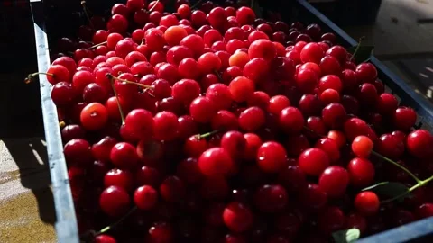 Freshly picked cherries in boxes in a home garden, close-up Video stock 278265019