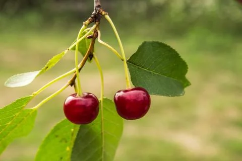 Freshly picked cherry on the brunch Stock Photos