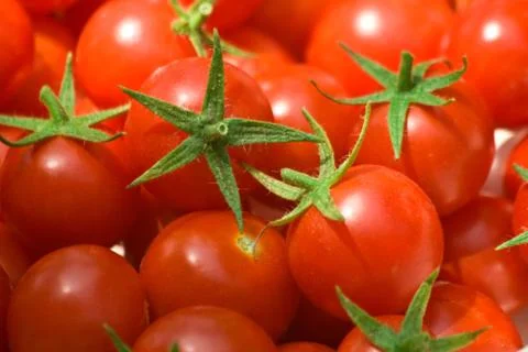 Freshly picked cherry tomatoes Stock Photos