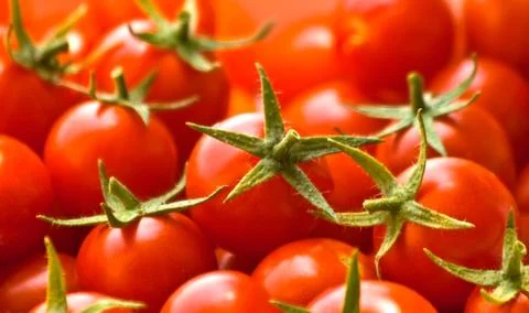 Freshly picked cherry tomatoes Stock Photos