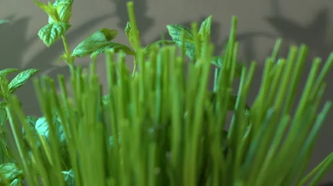 Freshly Picked Chives In Kitchen Stock Footage 62431253