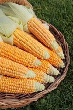 Freshly picked corn Stock Photos