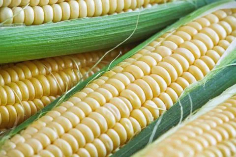 Freshly picked corn 스톡 사진