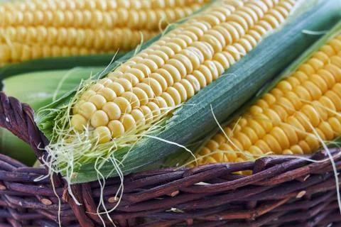 Freshly picked corn Stock Photos
