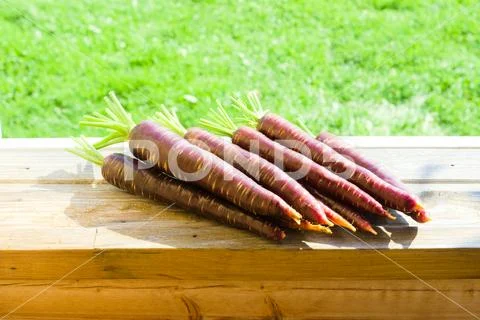 Freshly picked crop of dark purple carrots on a wooden window sill on a farm, Stock Photos