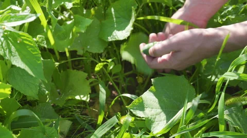 Freshly picked cucumber in hands 스톡 동영상 326773663