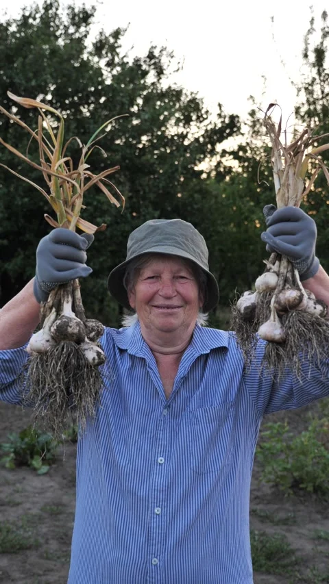 Freshly picked garlic in the hands of a happy old woman farmer Stock Footage 312957352