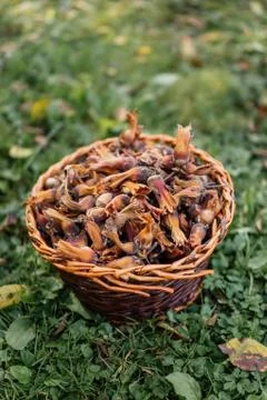 Freshly picked hazelnuts Stock Photos
