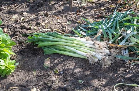 Freshly picked leeks lying on the ground with gardening tools in the vegeta.. Stock Photos