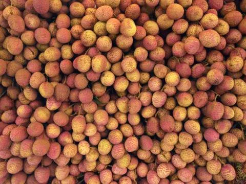 Freshly picked Lychee Stock Photos