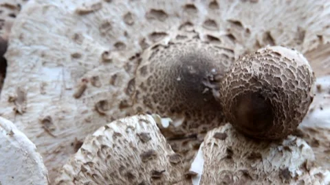 Freshly picked mushrooms champignons Stock Footage 236039219