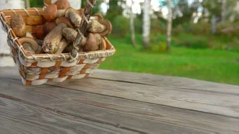 Freshly picked mushrooms fall and roll on a table Stock Footage 116345751