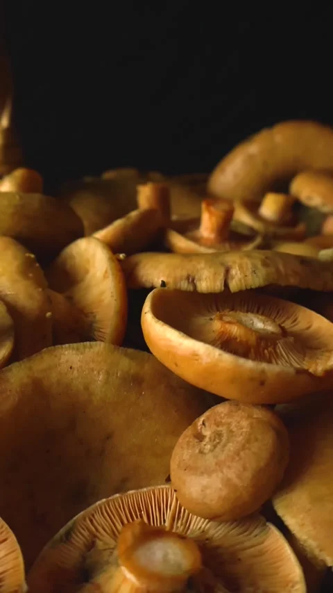 Freshly picked orange milk cap mushrooms gliding shot Stock Footage 340148482
