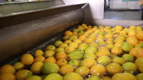 Freshly picked oranges being washed Stockbeeldmateriaal 77065506