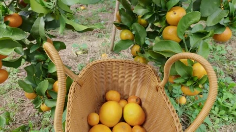 Freshly picked oranges fall one by one into a basket. Stock Footage 348620458