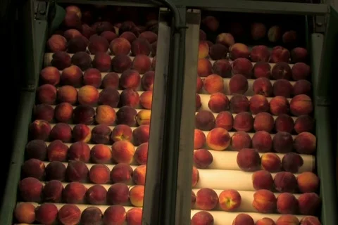 Freshly picked Peaches being processed in packing plant Stock Footage