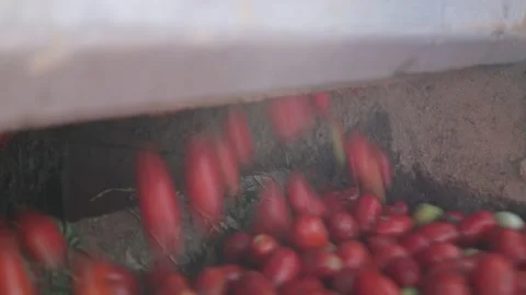 Freshly picked pear tomatoes fall rapidly into a harvester container during the Stock Footage 330616197