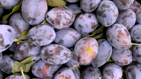 Freshly picked plums in slide tracking shot in top view Stock Footage 285053382