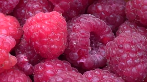 Freshly picked raspberries Stock Footage 40834501