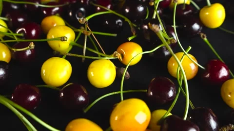 Freshly picked red and yellow cherries gliding over a dark background Stock Footage 340142461