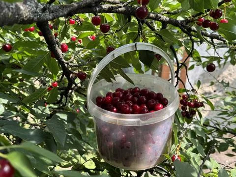 Freshly Picked Red Cherries in Bucket on Cherry Tree 스톡 사진
