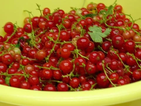 Freshly picked red currants in yellow bowl Stockfoto's
