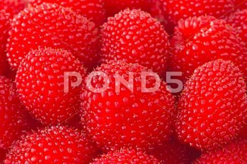 Freshly picked ripe red raspberries Stock Photos