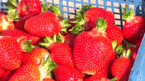 Freshly picked strawberries in blue plastic box. Stock Footage 328457525