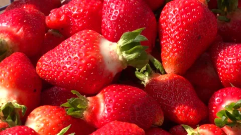 Freshly picked strawberries in blue plastic box. Video stock 328457687