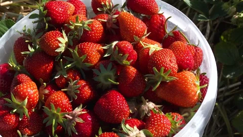 Freshly Picked Strawberries Collected After Harvest Stock-Footage 345506401