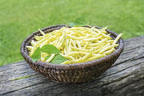 Freshly picked String beans in home garden Stock Photos