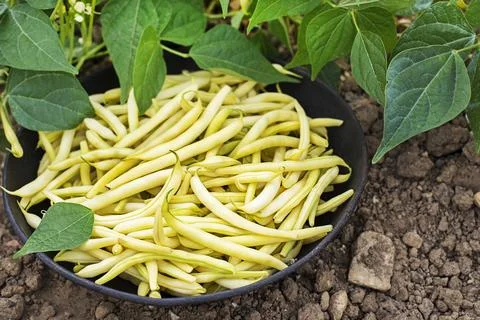 Freshly picked String beans from home garden Stock Photos