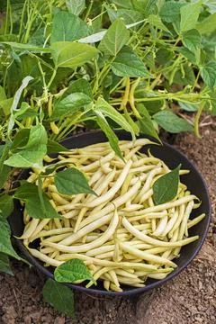 Freshly picked String beans from home garden Stock Photos