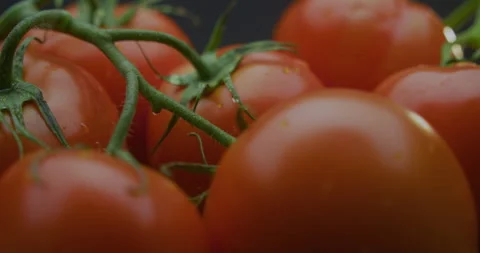 Freshly picked tomatoes on a branch 스톡 동영상 310955975