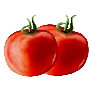 Freshly picked tomatoes captured in vibrant watercolor on a white background Stock Illustration