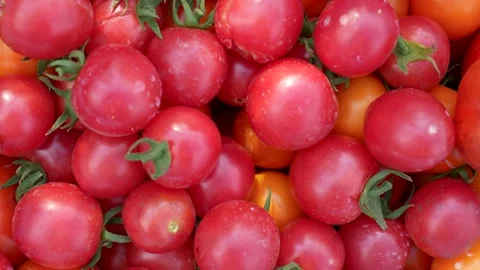 Freshly picked tomatoes. Close-up of a red tomatoes harvest Stock Footage 282717870