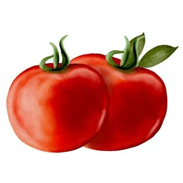 Freshly picked tomatoes displayed in a set of watercolor art on a white bac.. Stock Illustration