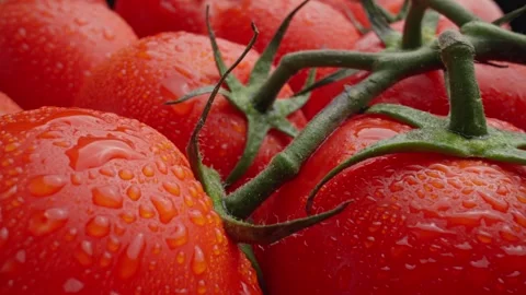 Freshly picked tomatoes from the vine. Red tomatoes with water drops. Video stock 280304662