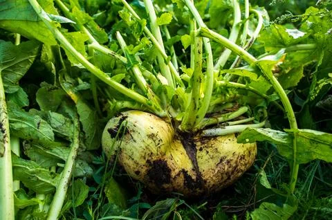 Freshly picked turnip root vegetable in field Stock Photos