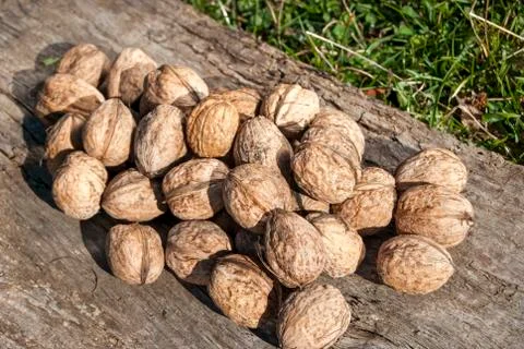 Freshly picked walnuts Stock Photos