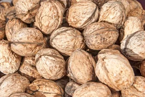 Freshly picked walnuts Stock Photos