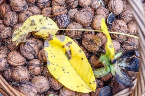 Freshly picked walnuts Stock Photos