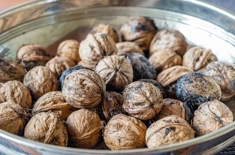 Freshly picked walnuts Stock Photos